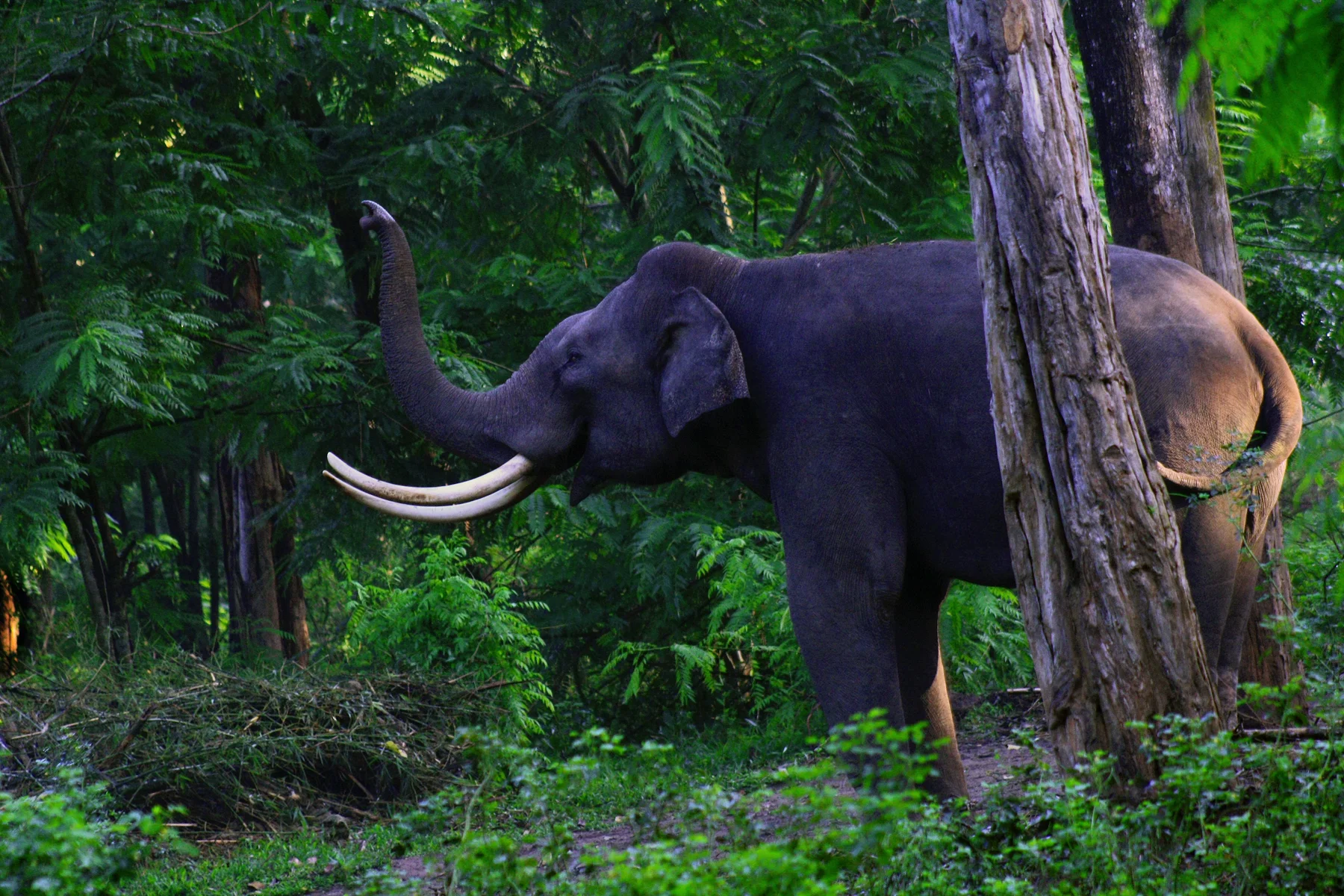 Muthanga Wildlife Sanctuary | Best tourist places in Wayanad